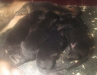Pups H nest 4 dgn